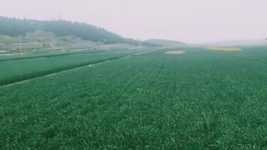 景观小麦田地4K高清实拍视频素材视频的预览图